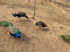 -宿豫区运河湾森林动物园