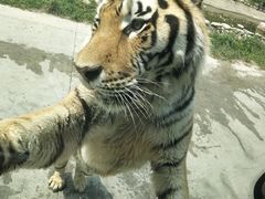 -西安秦岭野生动物园
