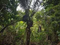 -海南热带雨林国家公园吊罗山景区