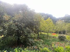 -上海佘山国家森林公园天马山园