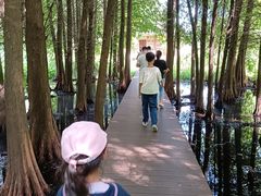 -溱湖国家湿地公园