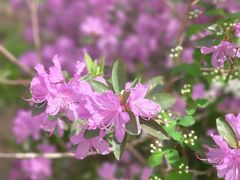 -黑龙江省森林植物园