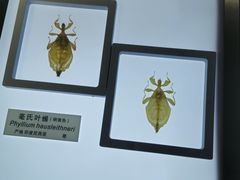 -上海昆虫博物馆