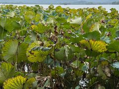 -星巴克(杭州嘉里中心4F店)