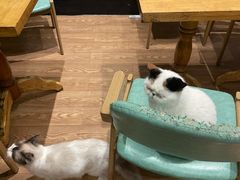 -猫色咖啡·猫咖