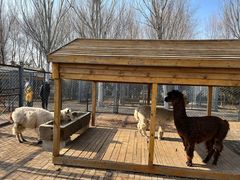 -长白岛森林公园