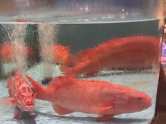 -阿伟海鲜楼·福建菜(延寿店)