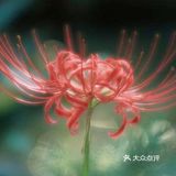 彼岸花