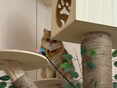 -唐小姐の私宠·宠物洗护美容·撸猫馆·购宠(周浦万达旗舰店)