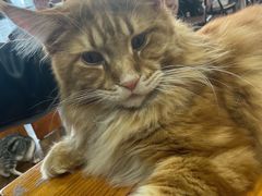 -蓝鲸·缅因猫舍