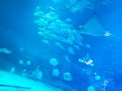 -烟台海昌鲸鲨海洋公园