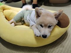-逗柴咖啡屋·狗咖猫咖宠物桌游