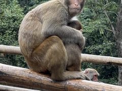 -西双版纳原始森林公园