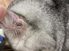 -佳雯宠物医院·皮肤科·内外科(春晓路分院)