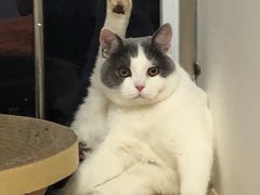 -喵zoo家庭繁育猫舍(尖东智能花园店)