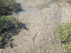 -北海金海湾红树林生态旅游区