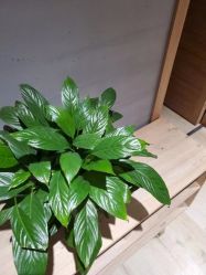 -卡莫瑜伽·普拉提