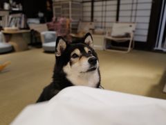 -逗柴咖啡屋·狗咖猫咖宠物桌游