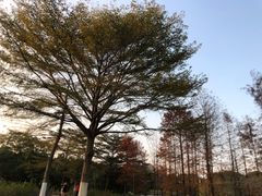 -东莞植物园