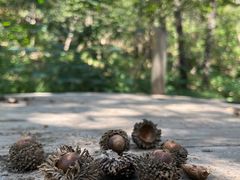 -北京西山国家森林公园