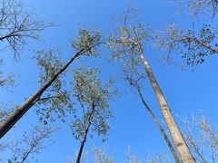 -合肥滨湖国家森林公园