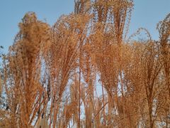 -汉长安城未央宫国家考古遗址公园