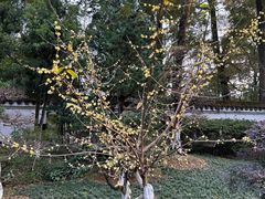 -南山植物园