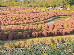 -花开海上生态园
