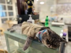 -楼上猫咖(罗湖店)
