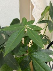 -UN·桃喜日系美睫美甲