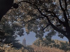 -红梅公园