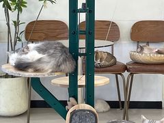 -共舞时光猫咖·狗咖(新街口店)