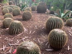 -呀路古热带植物园