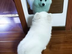 -翊宠yipet猫狗购宠庄园犬舍•猫舍