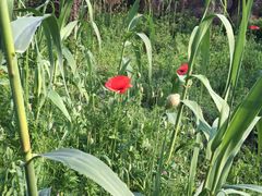 -祥源·阜阳生态乐园