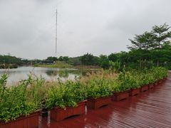 -福田红树林生态公园
