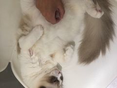 -飞行喵MR PILOT|猫舍·猫咖(静安大融城店)