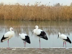 -盐城丹顶鹤湿地生态旅游区
