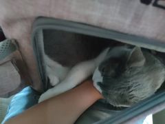-美联众合动物医院·24h京西诊疗中心