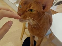 -Let's go狗咖·猫咖·奶狗·桌游(春熙路IFS店)