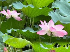 -荔湾湖公园