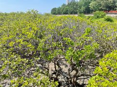 -北海金海湾红树林生态旅游区