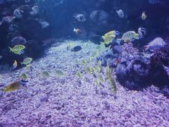 -鸥迪足道(老虎滩店)