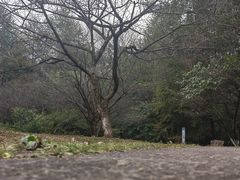-杭州植物园
