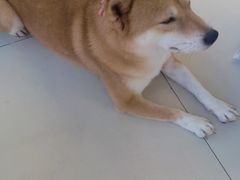 -怪兽屋·羊驼·猫咖·狗咖(俊华广场店)