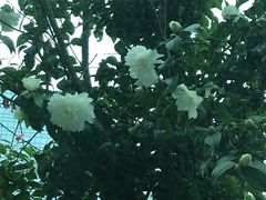 -佬钱湾仔(衣裳街店)