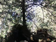 -阿里山神木遗迹