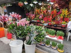-溪岸路花鸟市场