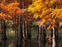 -白鹭湾湿地公园