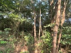 -榴花公园